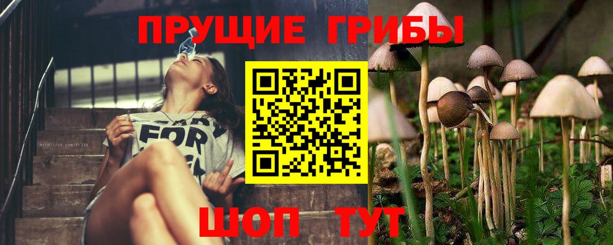 Галлюциногенные грибы Psilocybe Красноярск